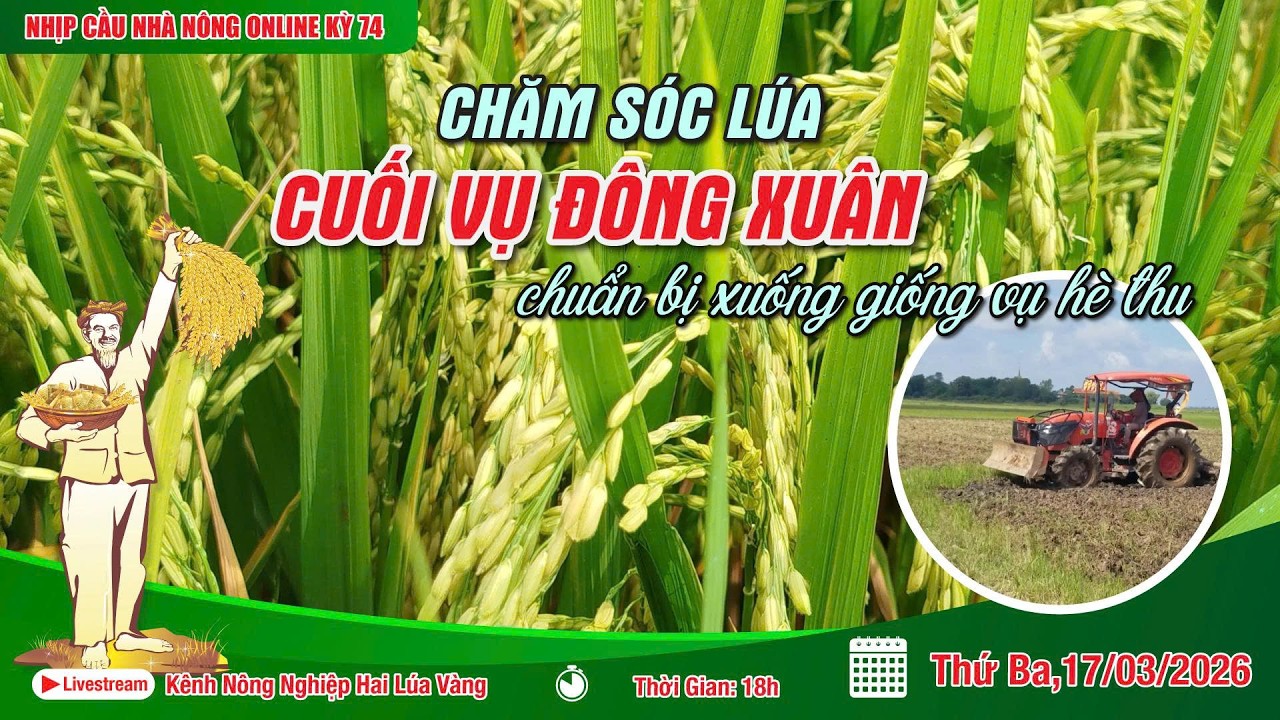 LIVESTREAM NHỊP CẦU NHÀ NÔNG KỲ 74: CHĂM SÓC LÚA CUỐI VỤ ĐÔNG XUÂN – CHUẨN BỊ VỤ HÈ THU