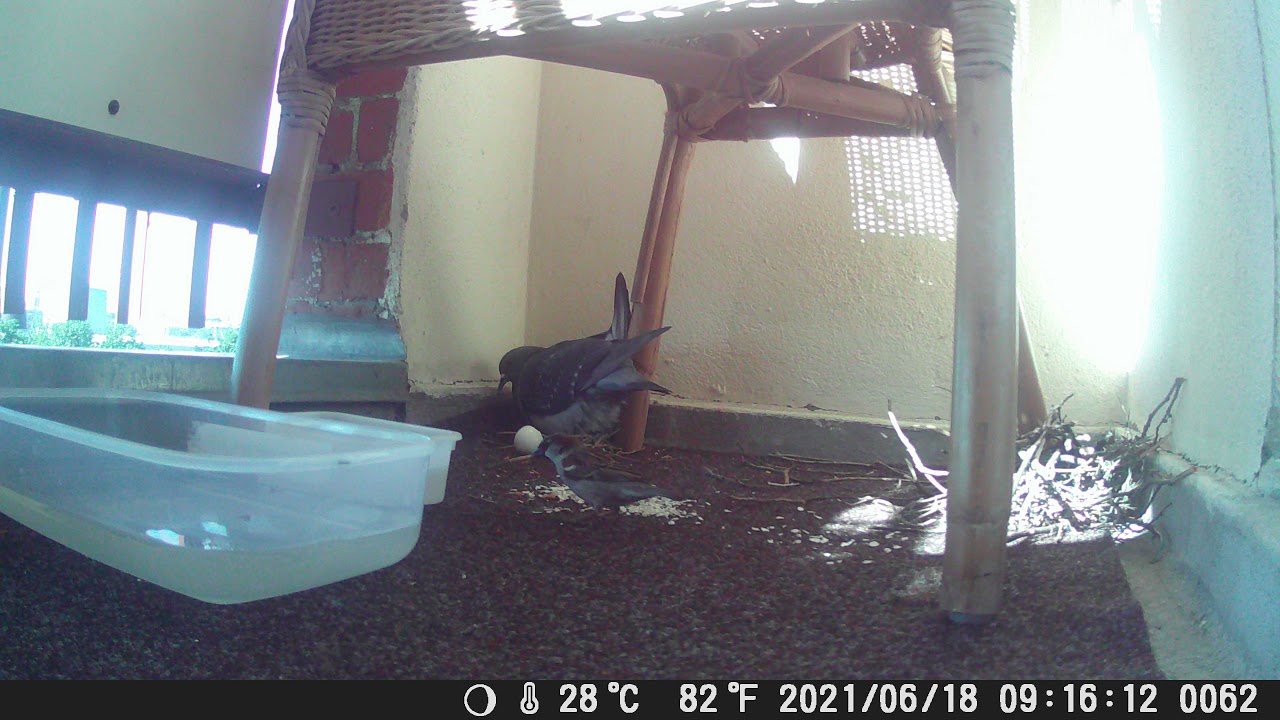 6 kleiner Spatz