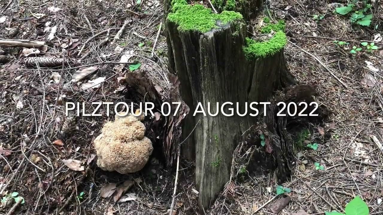 🍄PilzGl&uuml;ck 07. August 2022