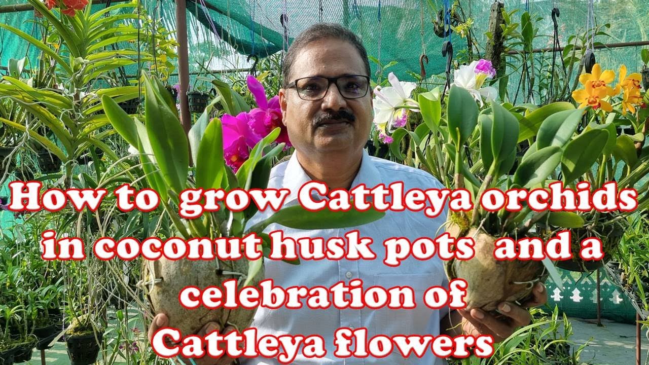 HOW TO GROW CATTLEYA ORCHIDS IN COCONUT HUSK POTS AND A CELEBRATION OF CATTLEYA FLOWERS