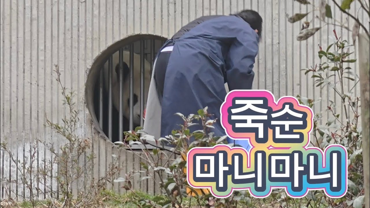 2/1 푸바오실시간 마감전 놀란 푸야는 죽순물고 내실로??  무슨일이지??