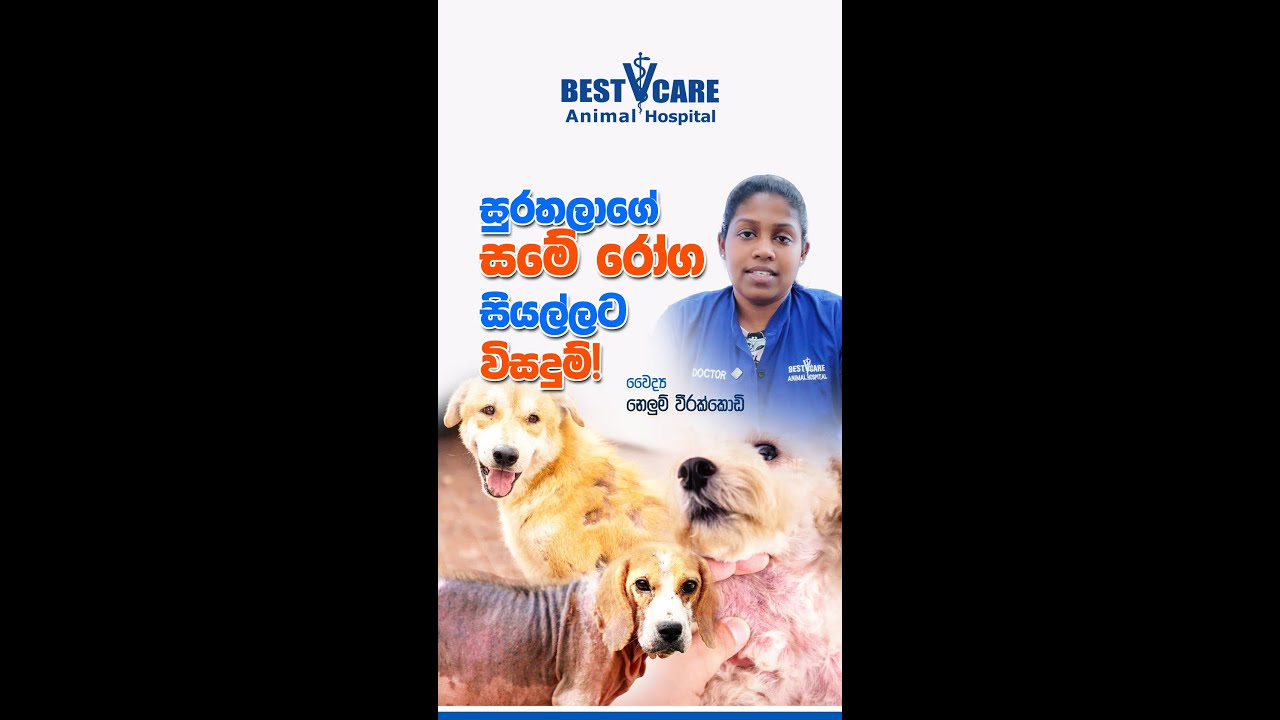 ඔබේ සුරතලාගේ 🐕සමේ රෝග ▶️ඇතිවිය හැකි ආකාර, ඒවායේ රෝග ලක්ෂණ සහ ▶️ප්‍රතිකාර |BestVcare Animal Hospital