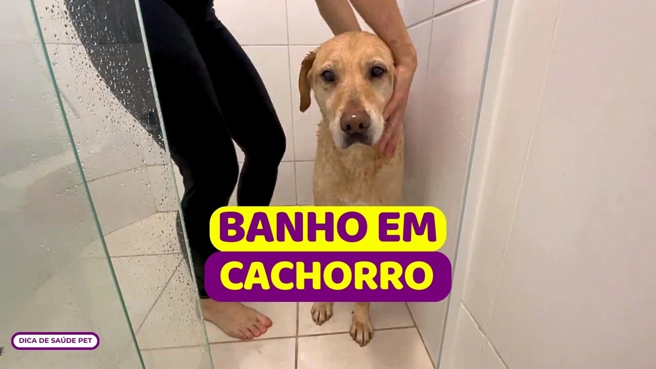 😱PERRENGUE no BANHO? | Como eu dou banho em cachorro em casa  | Saúde Pet