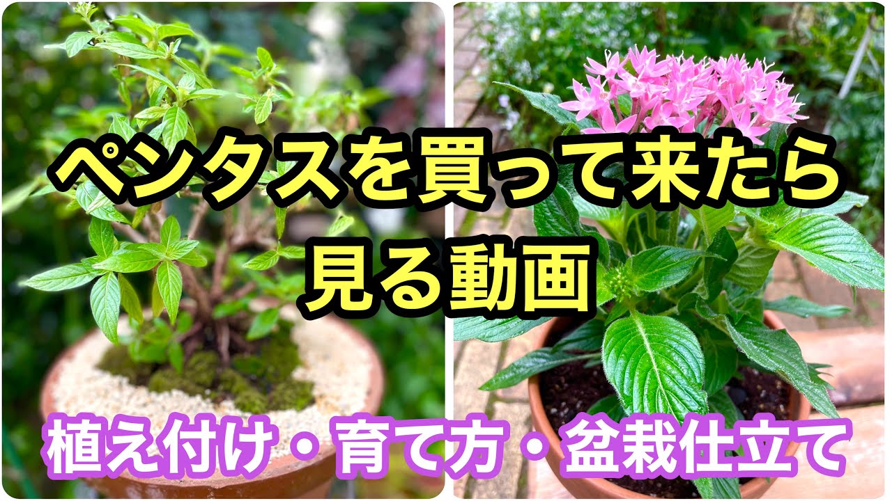 【花の育て方シリーズ】暑さに強い！ペンタスの植え付け・育て方・盆栽仕立ての作り方をまとめた動画です。 #ガーデニング #flowers #園芸 #ペンタス #盆栽