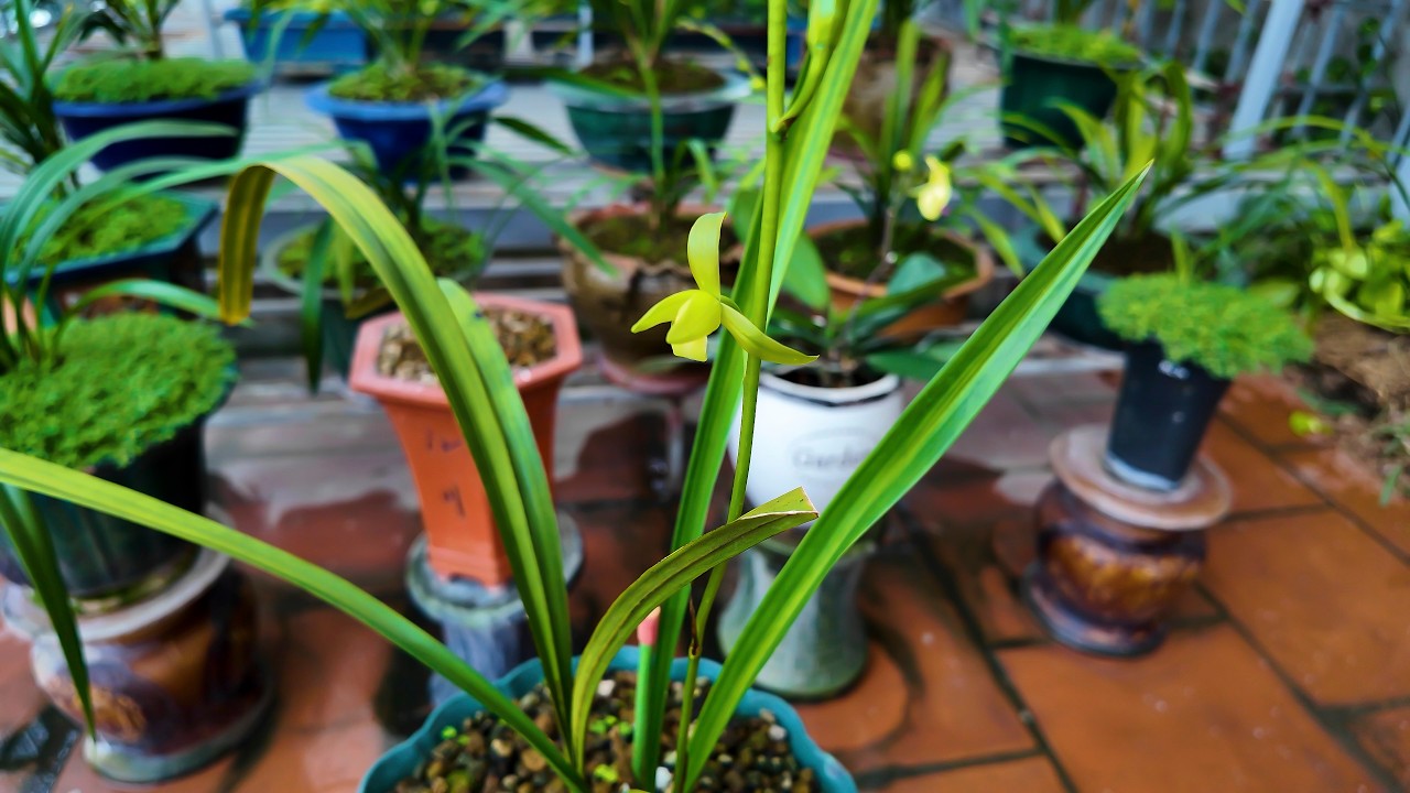 DÒ PHONG LAN CUỐI CÙNG TRƯỚC GIẢI TỎA ĐƯỜNG 2.5.