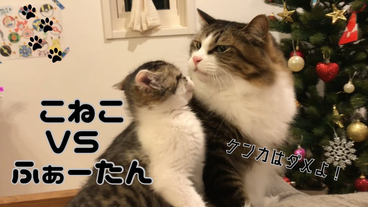 こねこVSふぁーたんの真相は！？