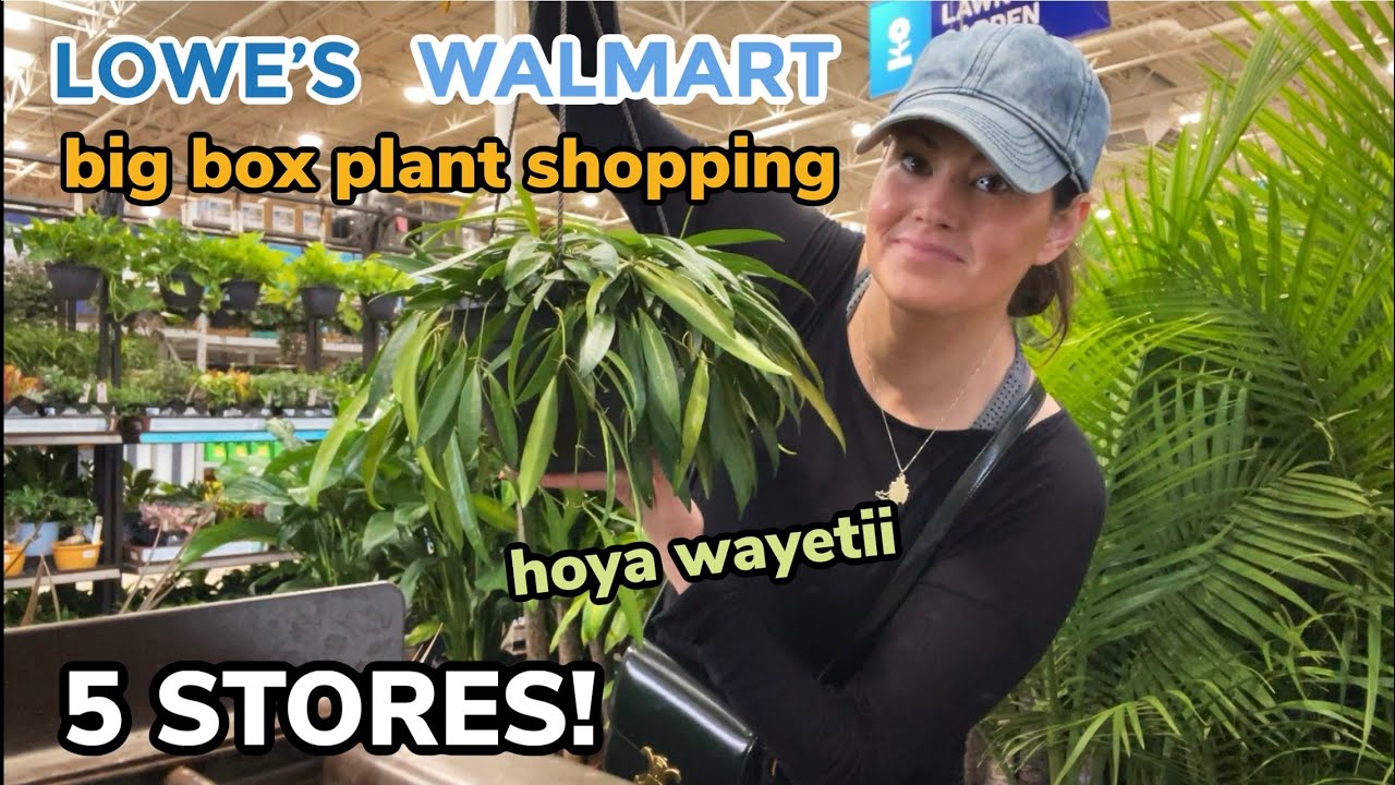 HUGE HOYA At Lowe's! Big Box Plant Shopping At FIVE Walmart & Lowe's - Houseplants & Indoor Plants