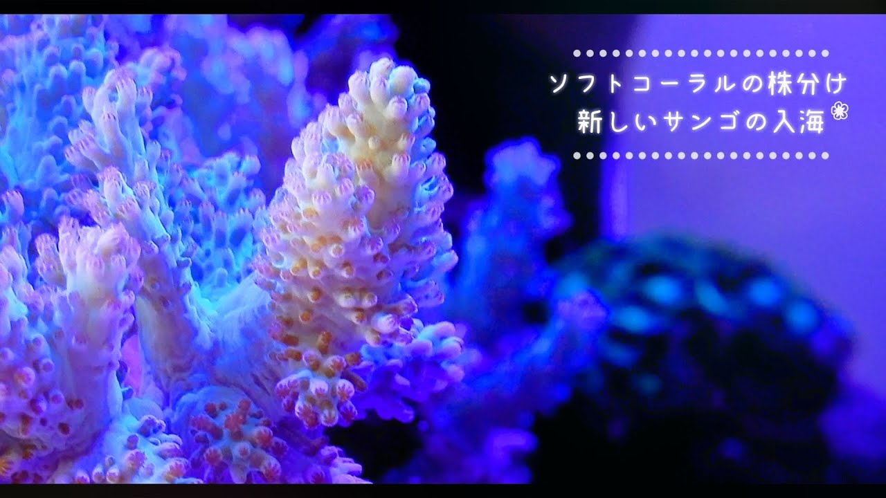 ソフトコーラルの株分けとサンゴの入海❀海水魚水槽 アクアリウム