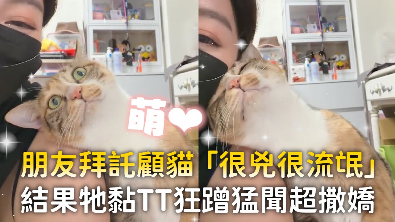 朋友拜託顧貓「很兇很流氓」　結果牠黏TT狂蹭猛聞超撒嬌