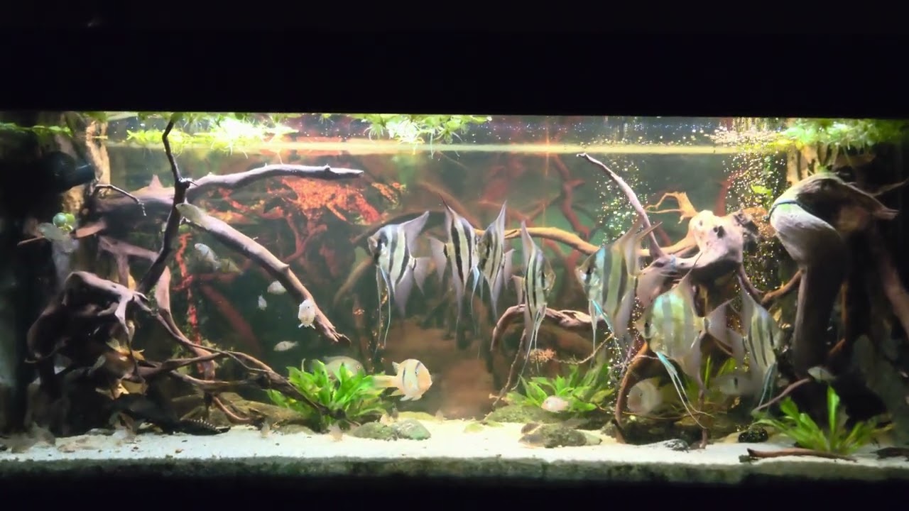 Altum Rio Orinoco & Guianacara Dacrya in 450l aquarium - 25th Jan 2026