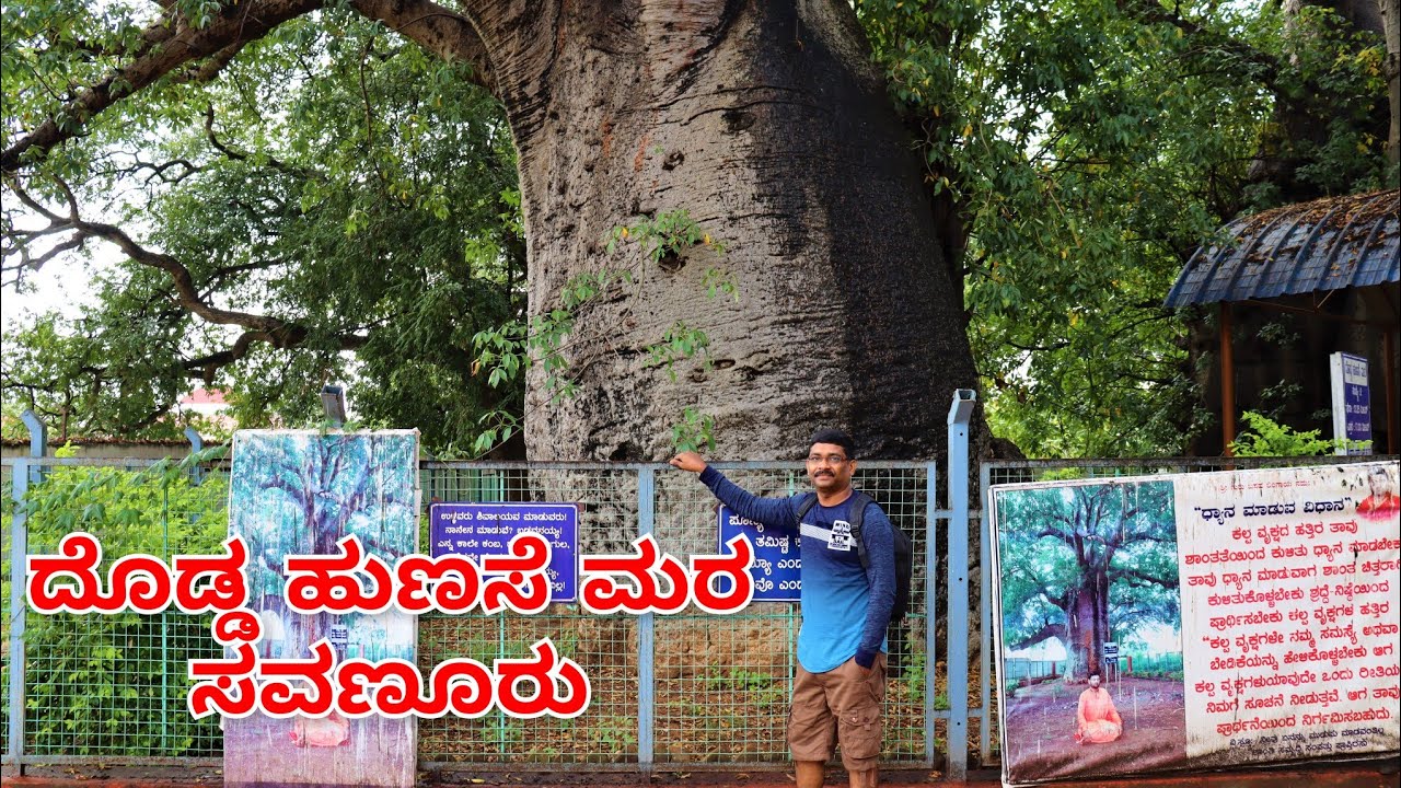 ದೊಡ್ಡ ಹುಣಸೆ ಮರ ಸವಣೂರು | Dodda Hunase Mara Savnur | Baobob trees in Karnataka, India