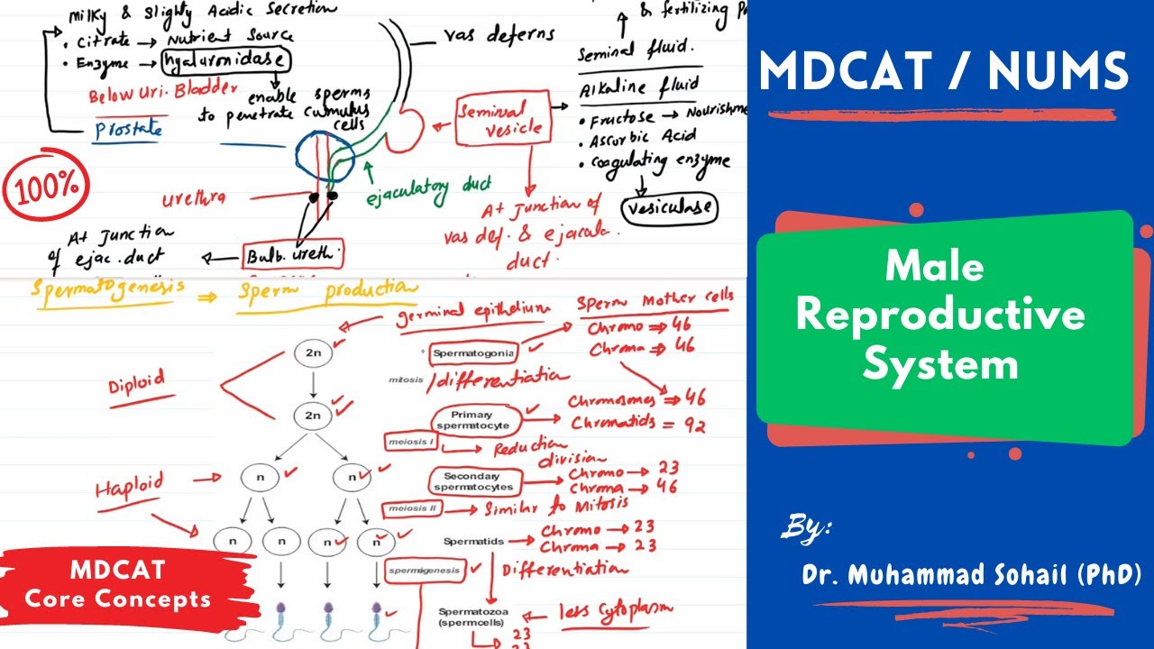 MDCAT | Male Reproductive System | Spermatogenesis | Role of Hormones