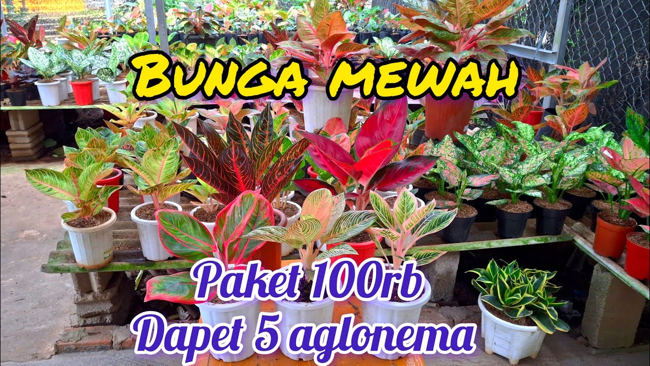 mewah 20k saja