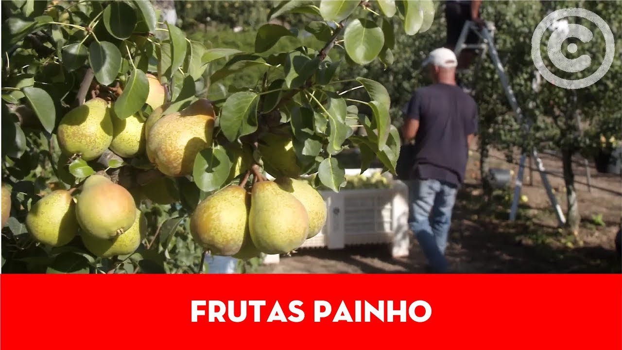 Clube Produtores | Frutas Painho