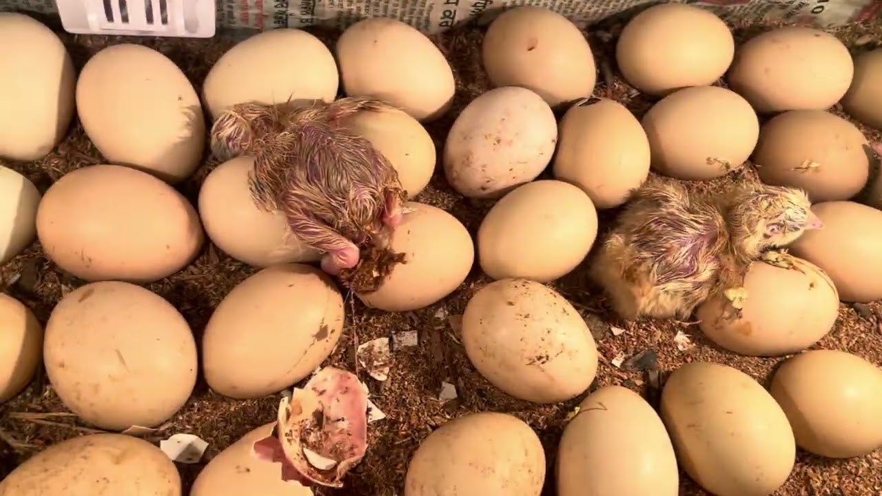 Testing the Cheapest Egg Incubator (and it's a disaster)