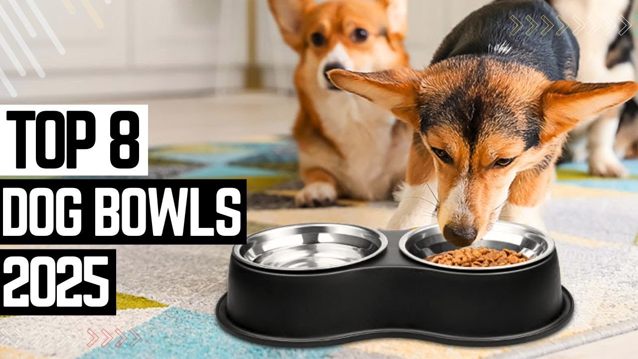 Top 8 Best Dog Bowls 2025 🦮 Every Pet Owner Needs to See This 🦮