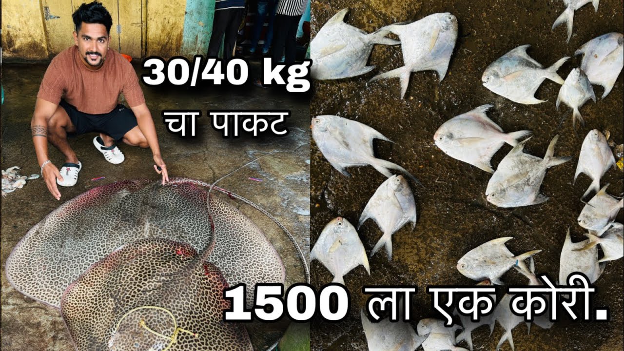पापलेट महाग / स्वस्त कधी होतात ? Daily vlog. Shrivardhan to Murud.