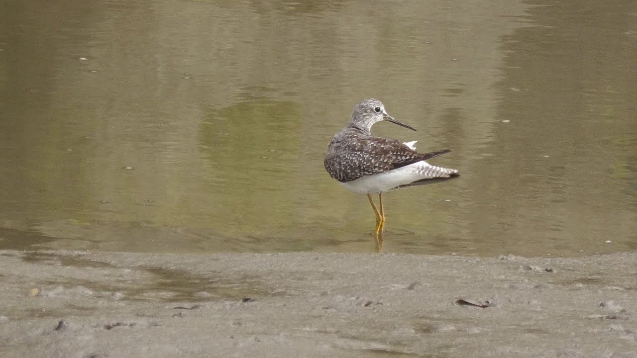 Lesser Yellowlegs preening. Truro. Cornwall.