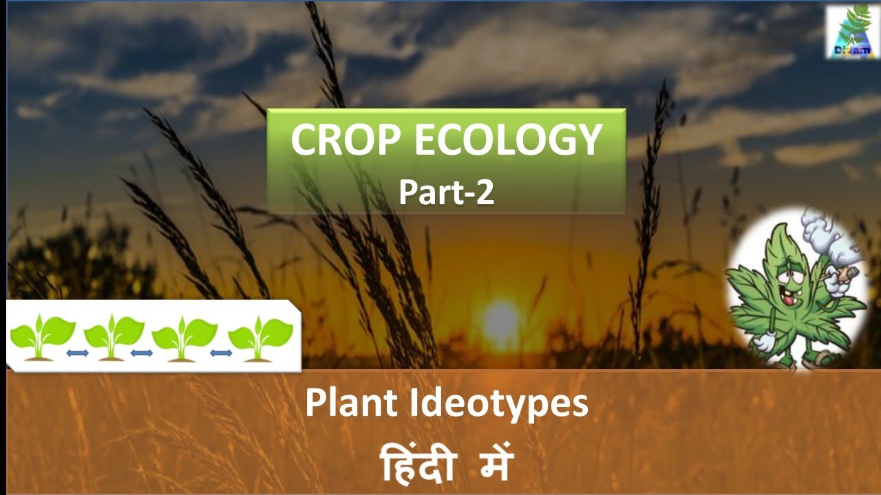 Crop Ideotypes | Plant Ideotypes | Crop ecology Part 2 | Model plants | Ideotype breeding