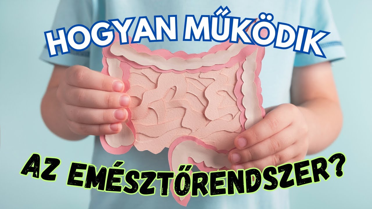 Hogyan működik az emésztés? Tudd meg most!