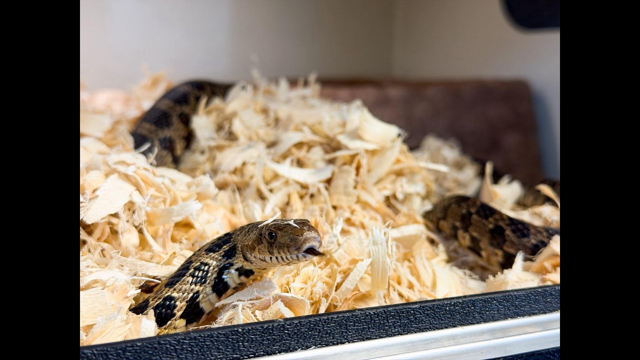 Okoboji Broadcast #1,172 March programming at Dickinson County Nature Center