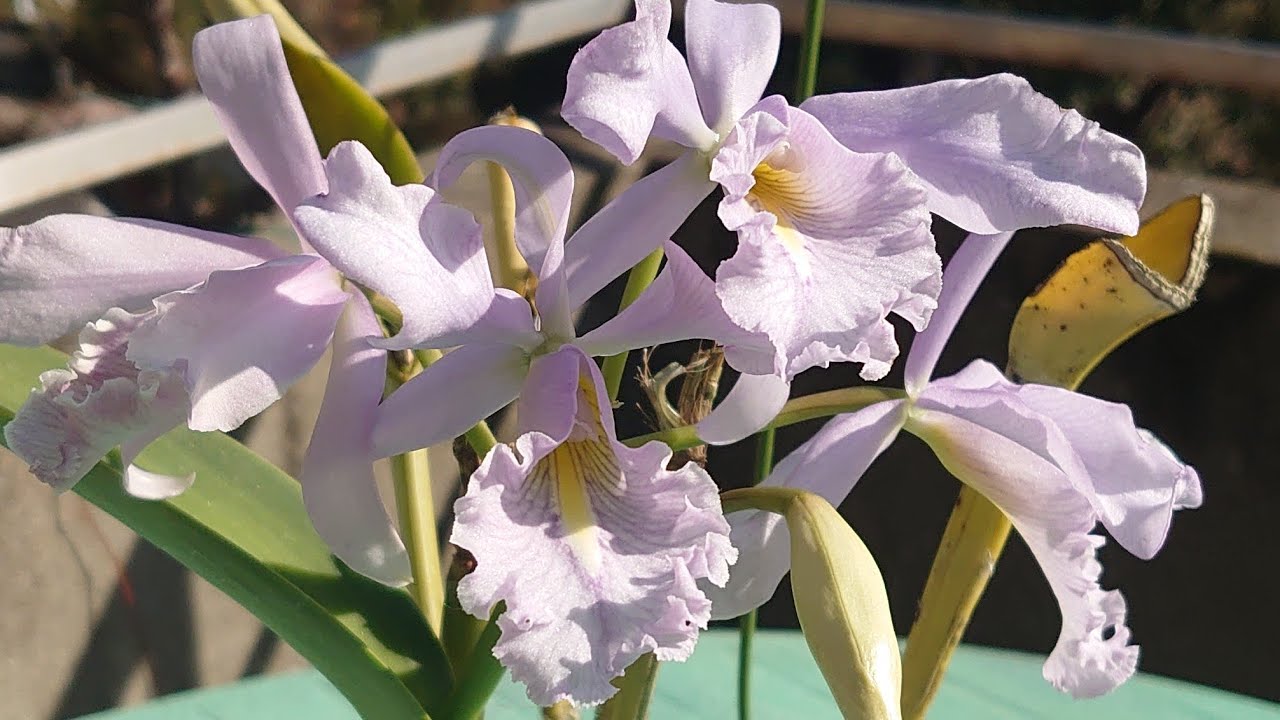 Cattleya maxima var. coerulea ' Alexandra ' 