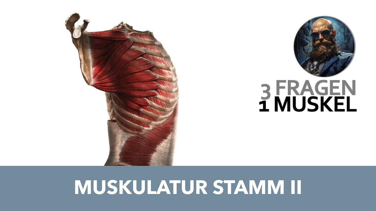 3 Fragen 1 Muskel Stamm 2 | Anatomie Pr&uuml;fung