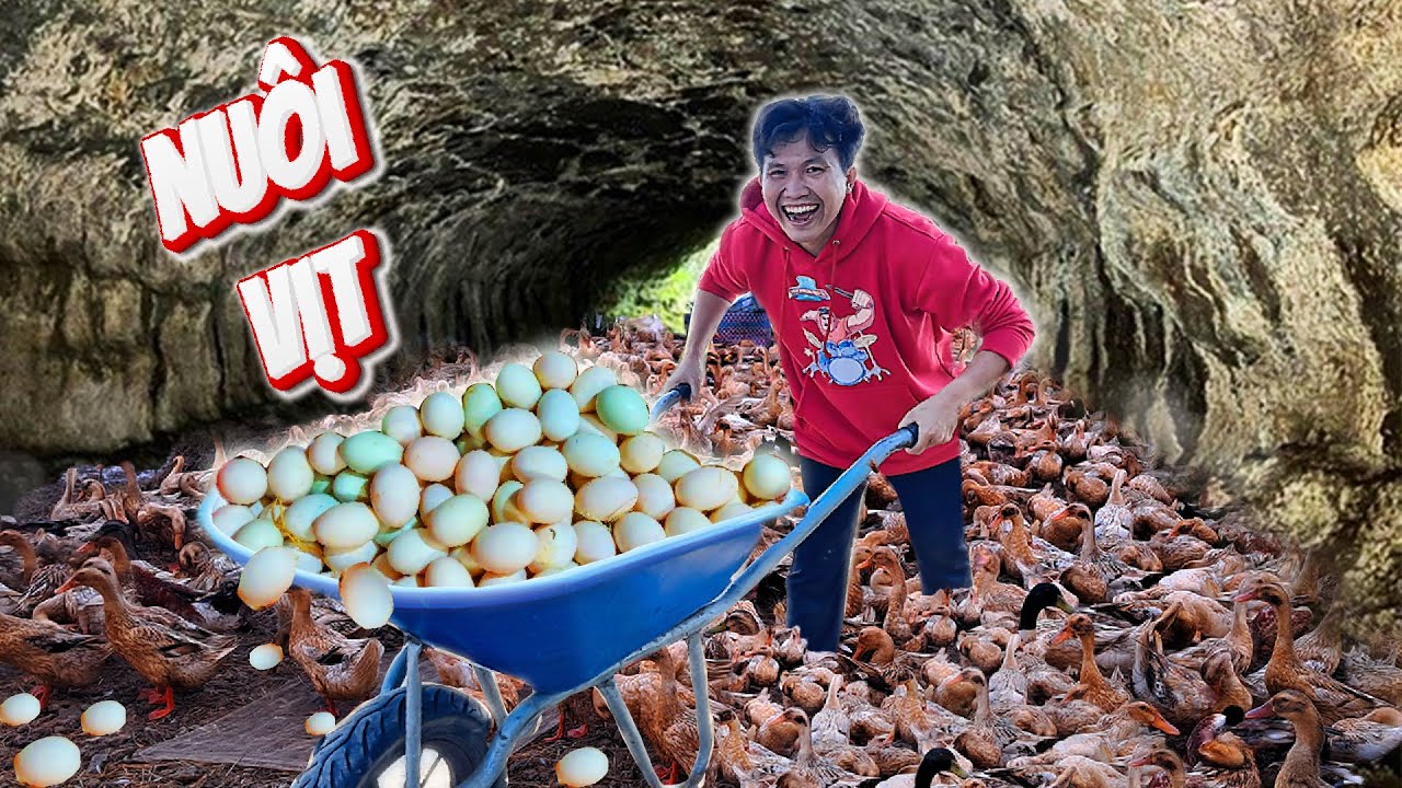 Tôi Từng Là Một Thằng Chăn Vịt Chuyên Ngiệp 🥚🦆 𝐄𝐱𝐩𝐞𝐫𝐢𝐞𝐧𝐜𝐞 𝐑𝐚𝐢𝐬𝐢𝐧𝐠 𝐃𝐮𝐜𝐤𝐬 𝐢𝐧 𝐭𝐡𝐞 𝐅𝐢𝐞𝐥𝐝