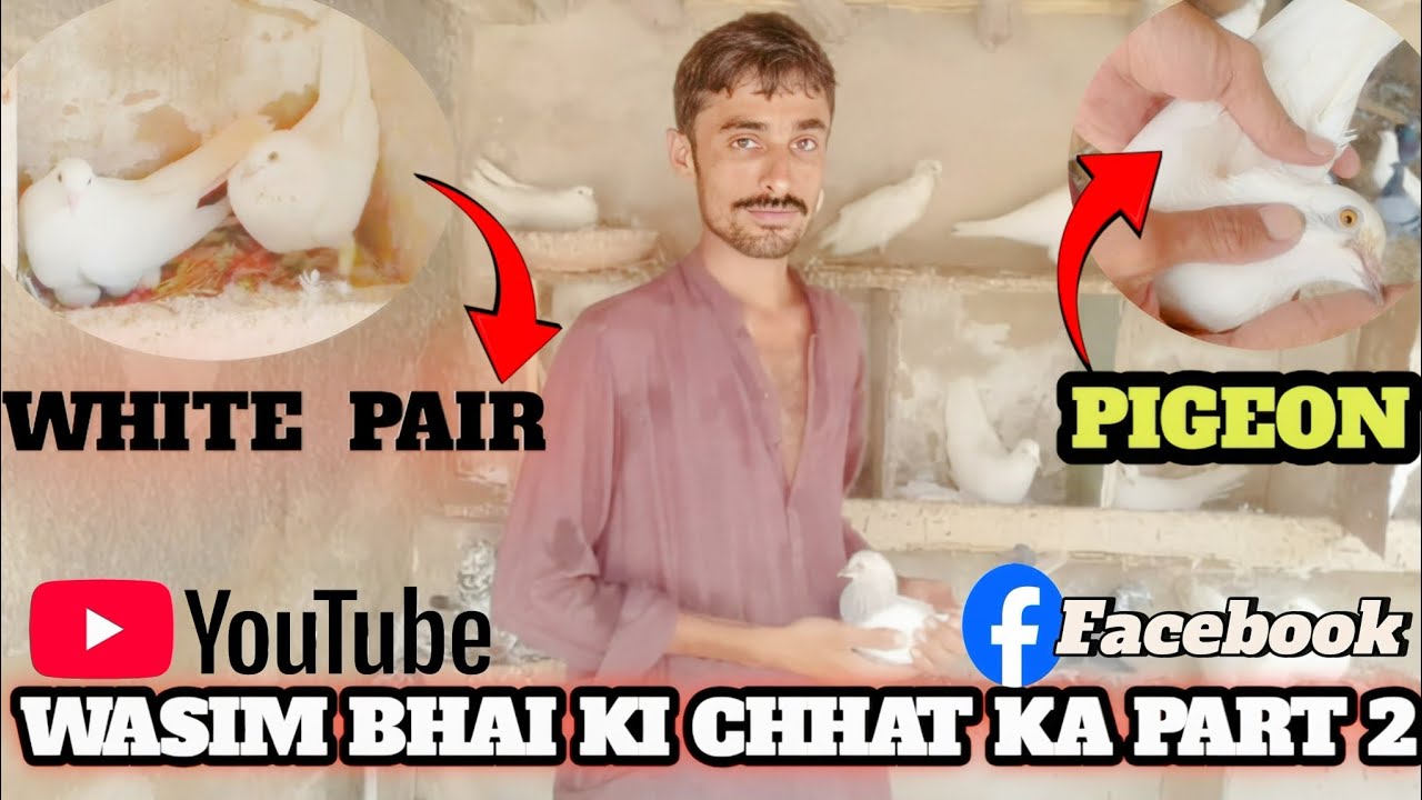 Wasim bahai ka kabutaro  ka 2nd part