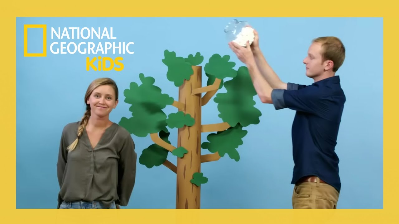 Trees! Big & Small 🌳 | Weird But True Full Episode | @natgeokids