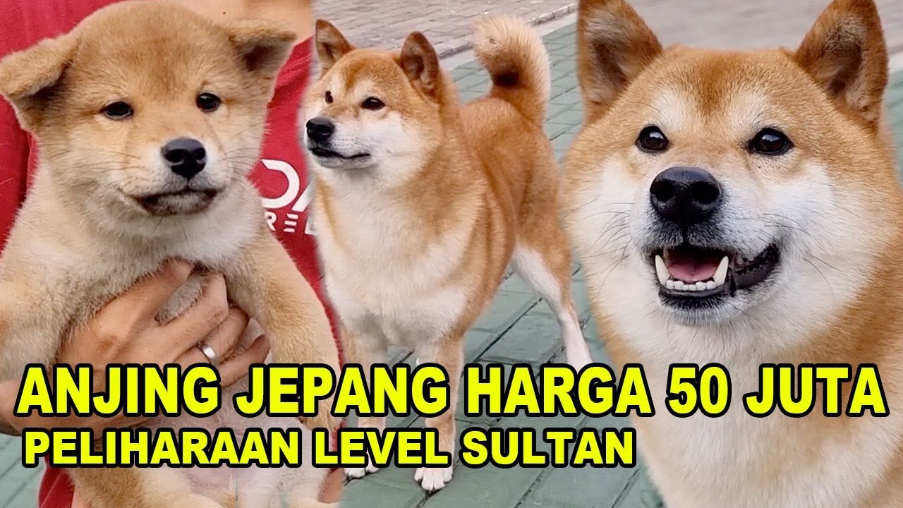 Anjing Jepang Harga 50 Juta Piaraan Sultan - Shiba Inu