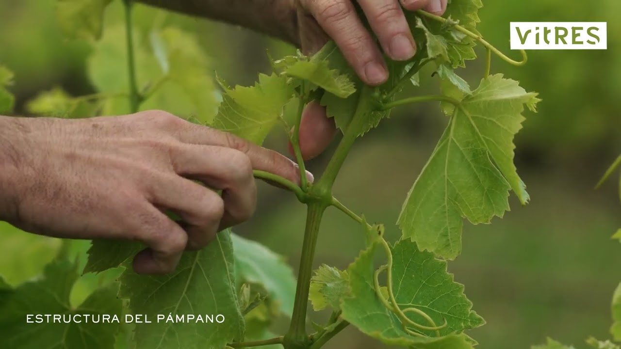 Poda en verde del viñedo. Estructura de un pámpano