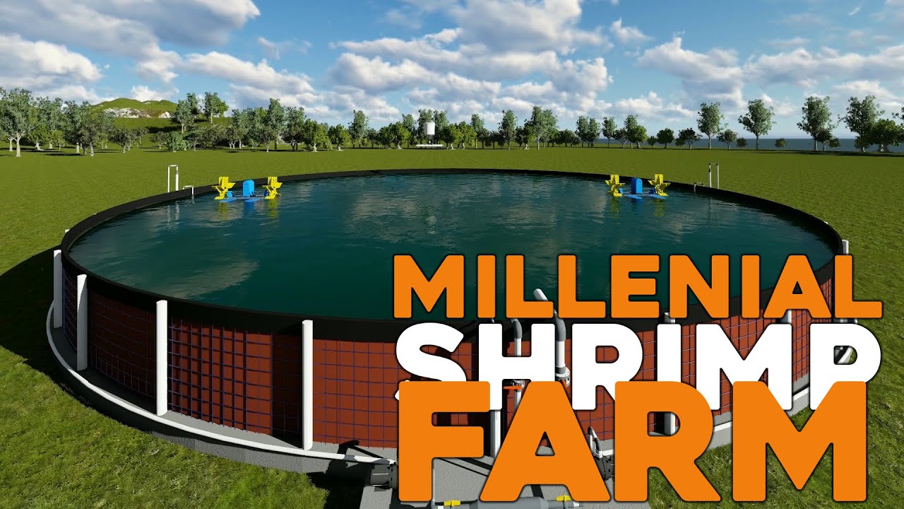 #Millenial Shrimp Farm (MSF) Situbondo / tambak kaum millenial