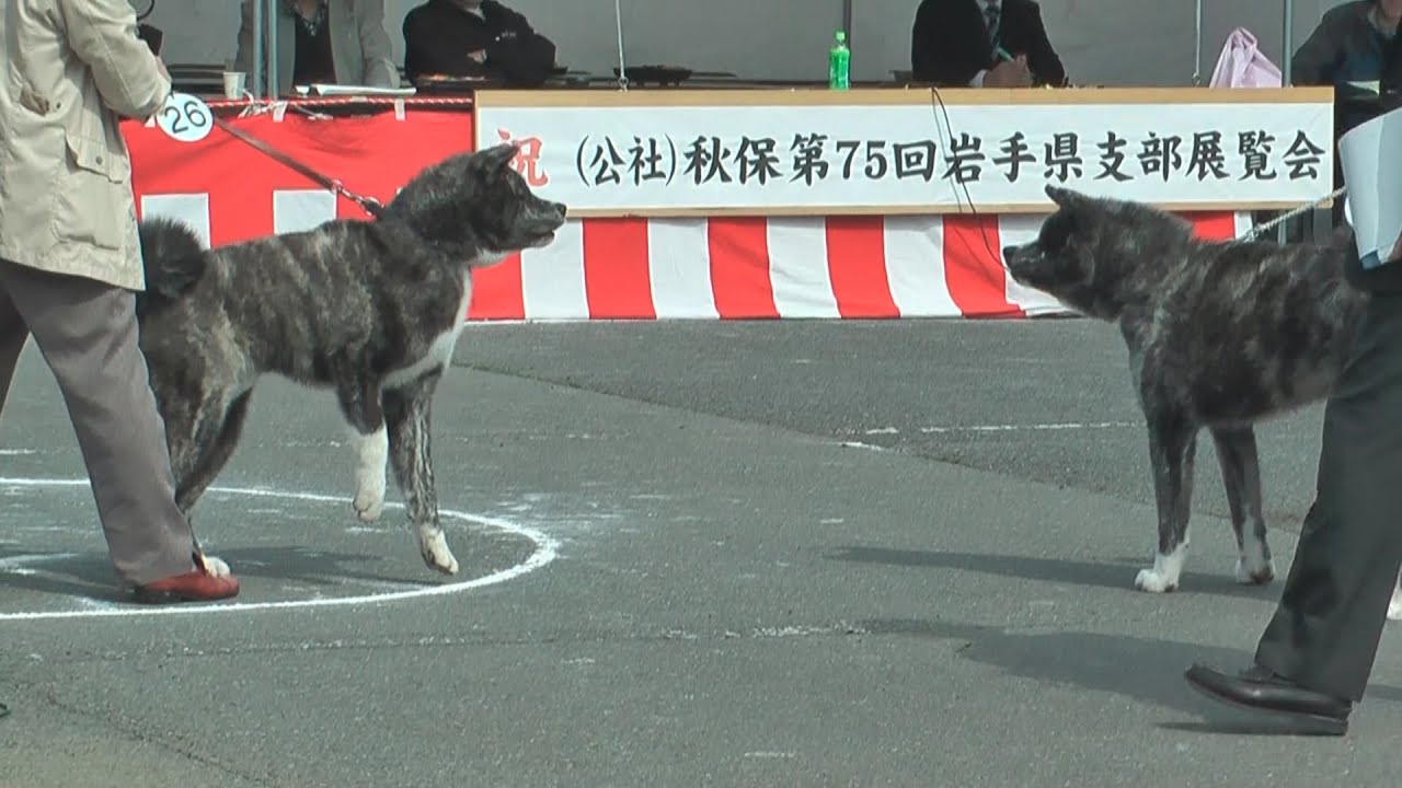 秋田犬　黒犬　にらみ合い　乱闘寸前