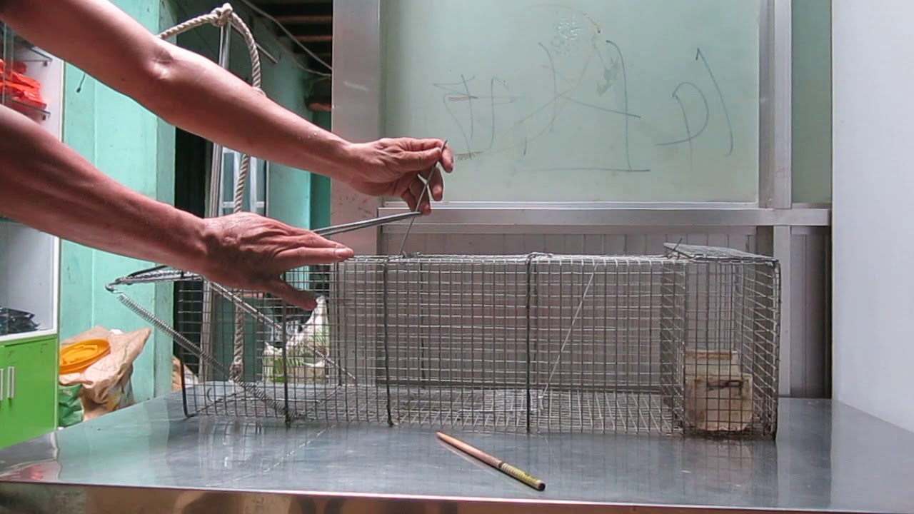 Lồng bẫy Chồn, Mèo...hiệu quả nhất năm 2019 (VietNam cage trap animals 2019)