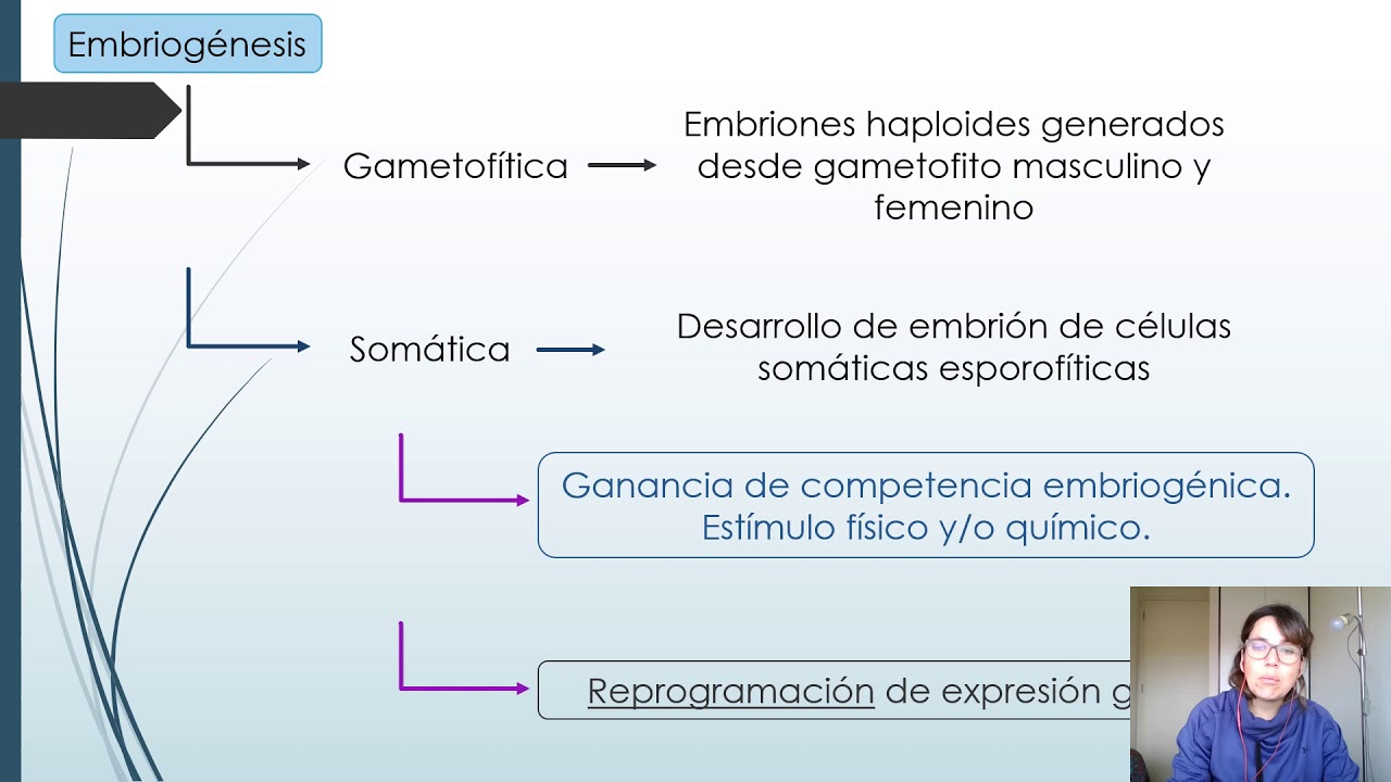 Embriogénesis somática