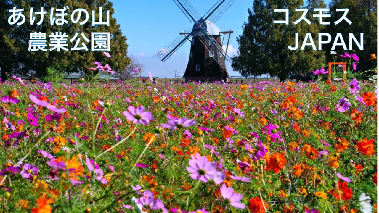 【コスモス：あけぼの山農業公園】秋桜の花畑と風車が織りなす絶景　秋の花　　JAPAN flower scenery：Cosmos