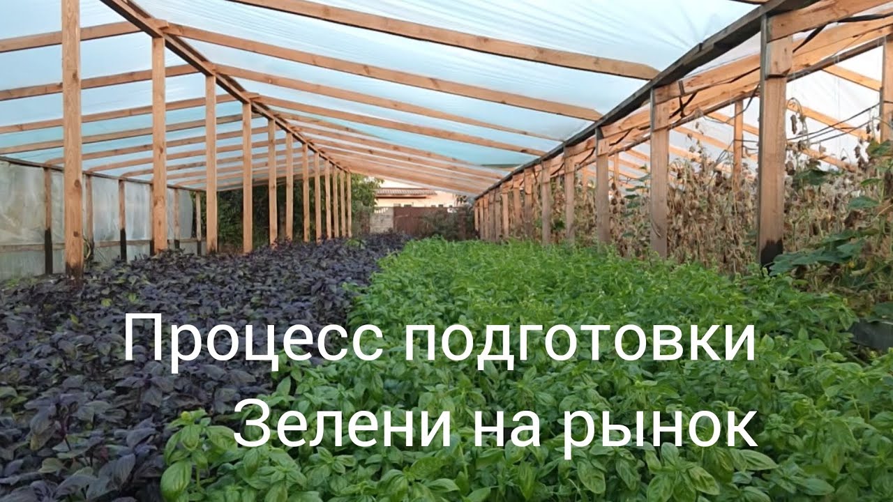 Процесс подготовки Зелени на рынок в домашних условиях. Продажа зелени.