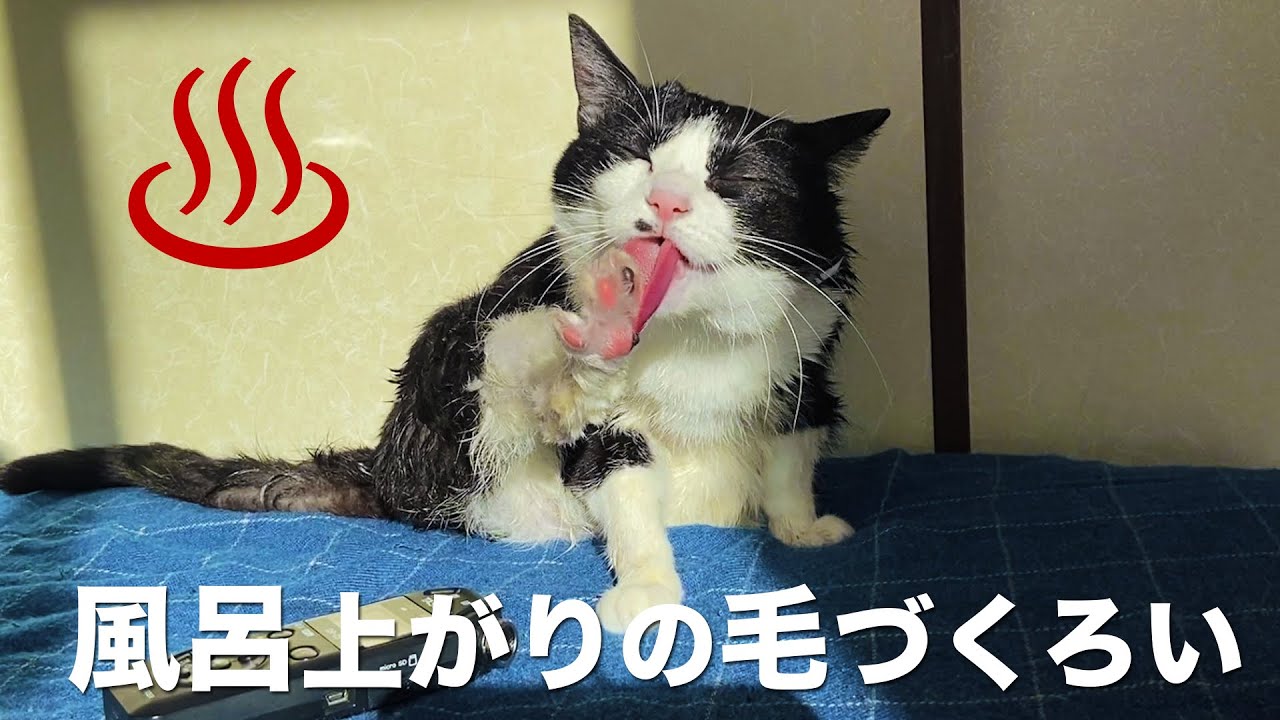 👅♨️ASMR｜風呂上がりに毛づくろいする猫の音#177