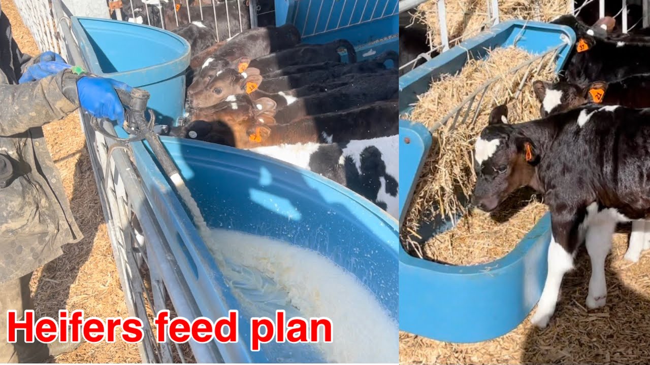 Feeding milk : Hogiya 100 bachia - Dairyfarming Newzealand