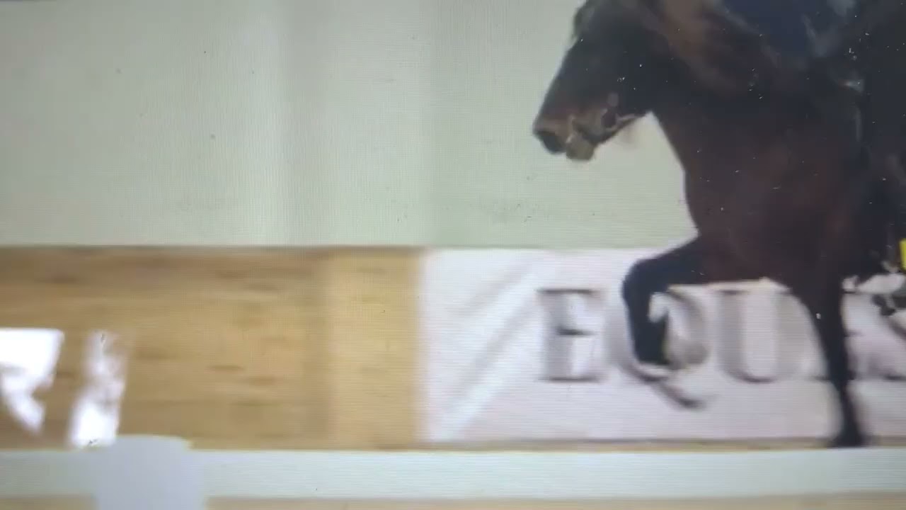 icehorse festival, stangbids disaster