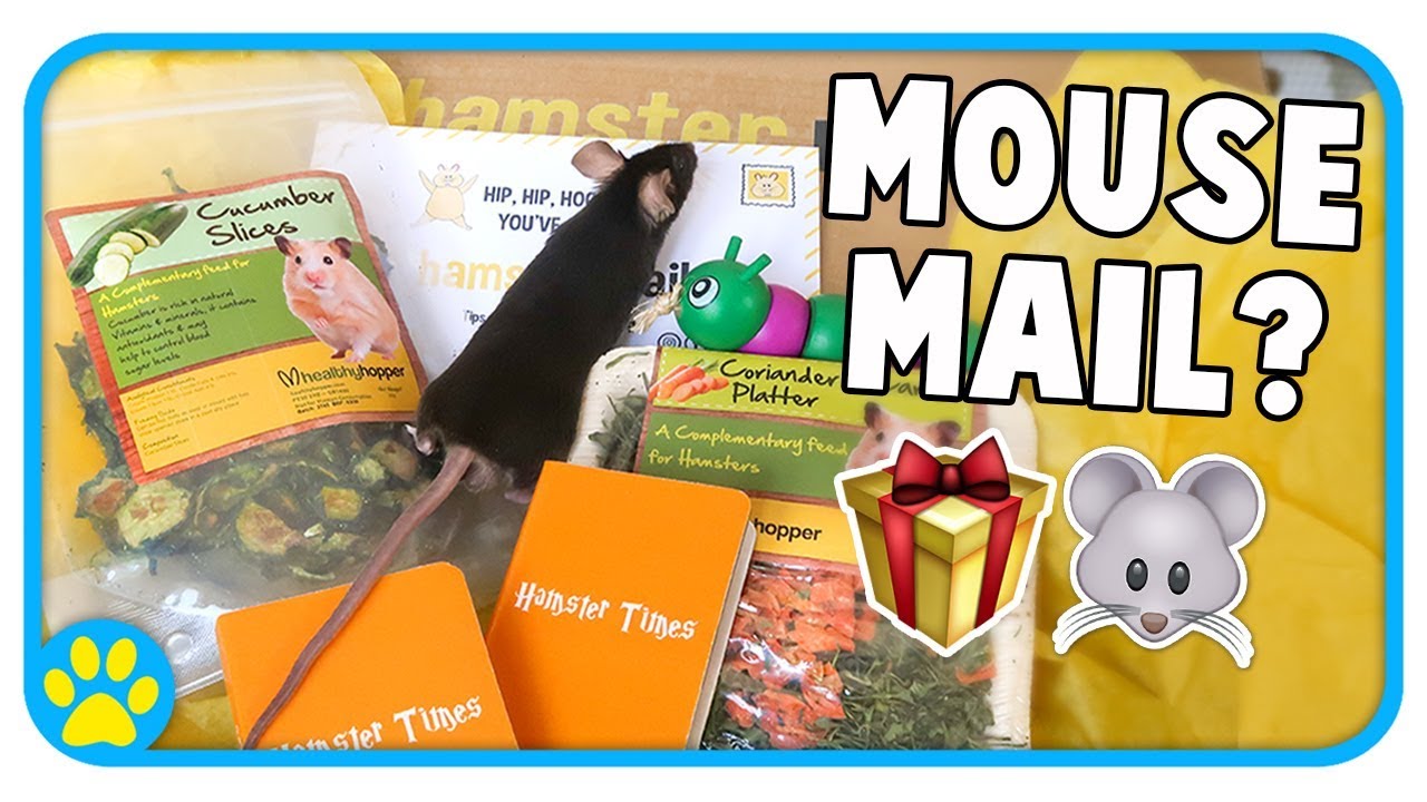 Opening Hamster Mail With Zinc The Mouse!