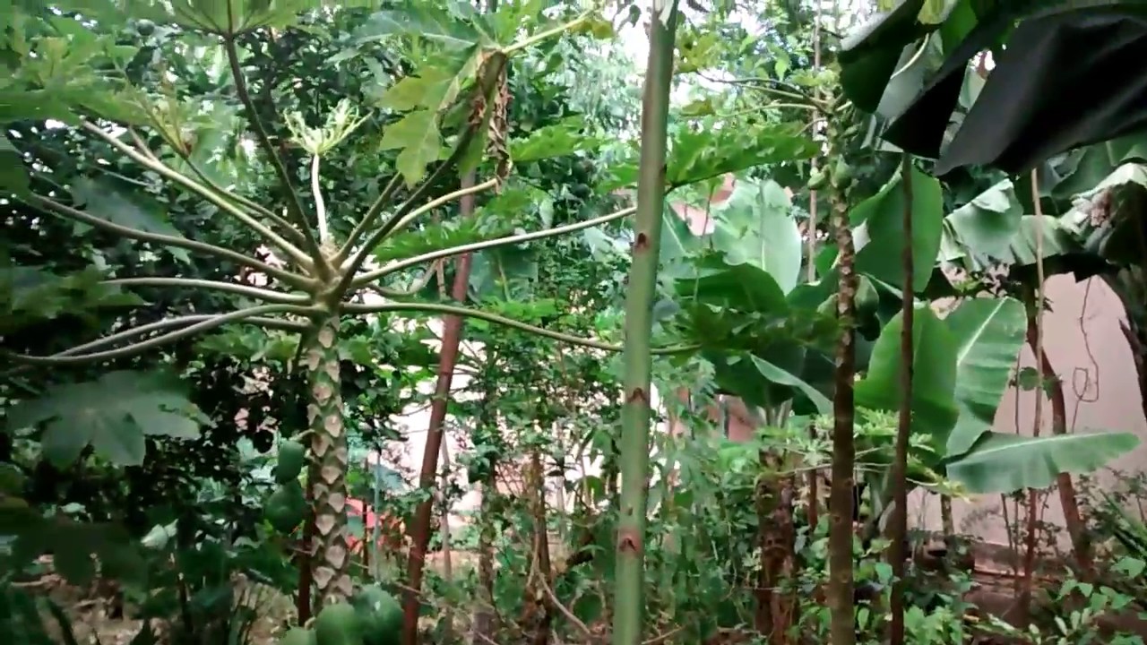 Como plantar abacate com semente sem irrigação, no quintal Agroflorestal dá JK AgroSustentável !