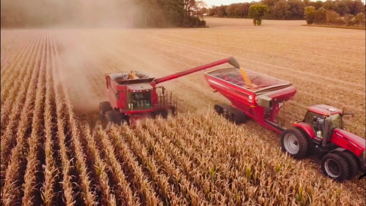 Corn Harvest 2021
