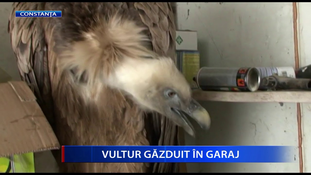 VULTUR GAZDUIT IN GARAJ