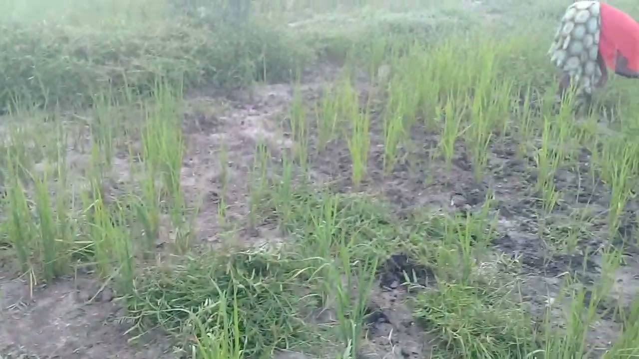 KILIMO CHA MPUNGA SOKOINE