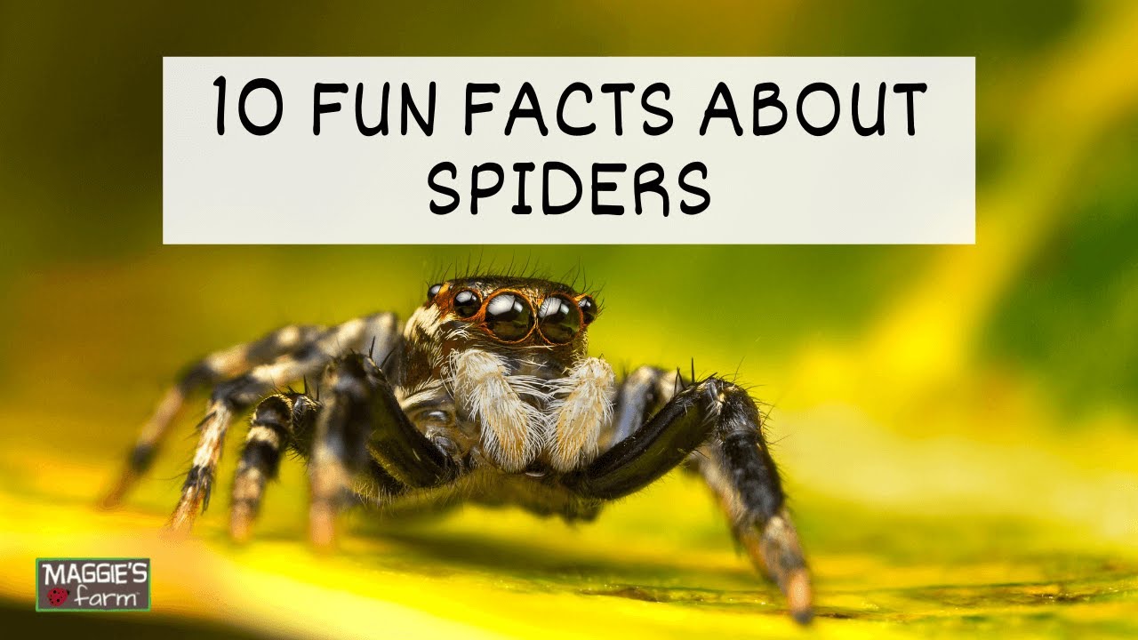 10 Fun Facts About Spiders