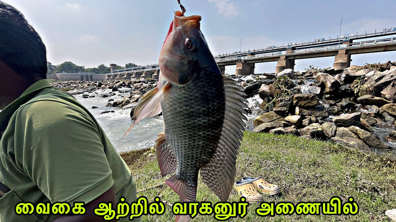 புதிய தூண்டில் பயணம் கைகை வரகனுர் அணையில்  ஜிலேபி மீன்கள் கூட்டம் வாங்க மக்களே #நத்தம்மாரியம்மன்
