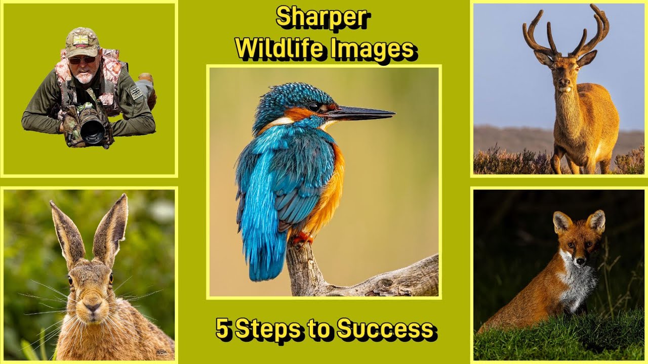 How to achieve Sharper Wildlife images: 5 Steps to Success.