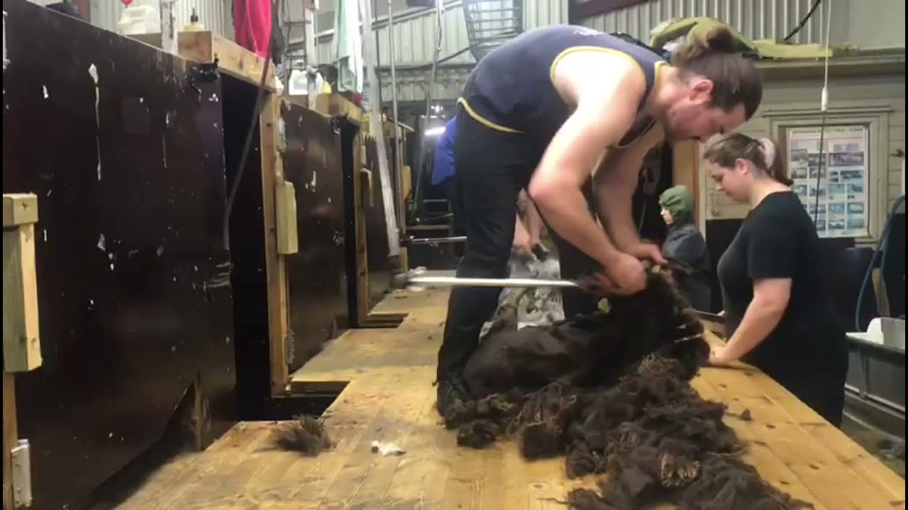 Sheeep shearing in Norway